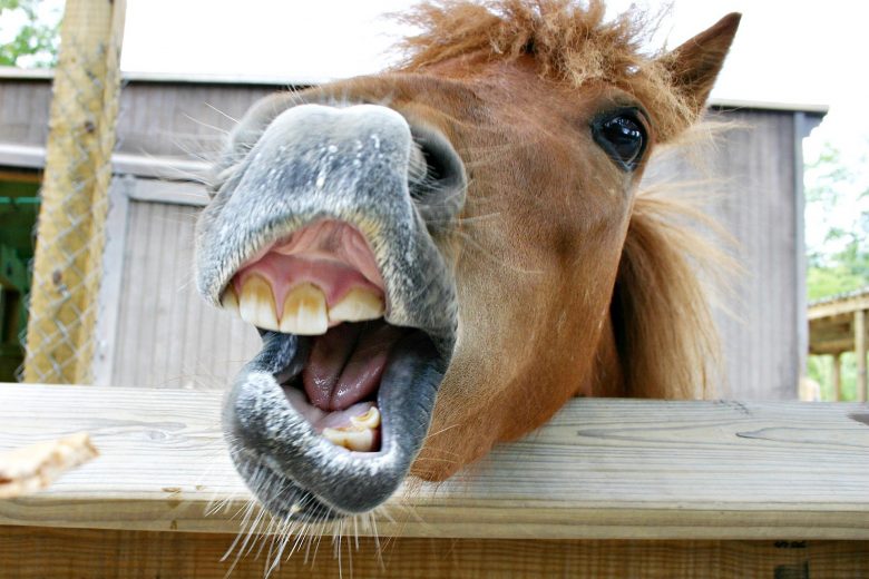 Conformation of the Horse’s Mouth IVC Carriage