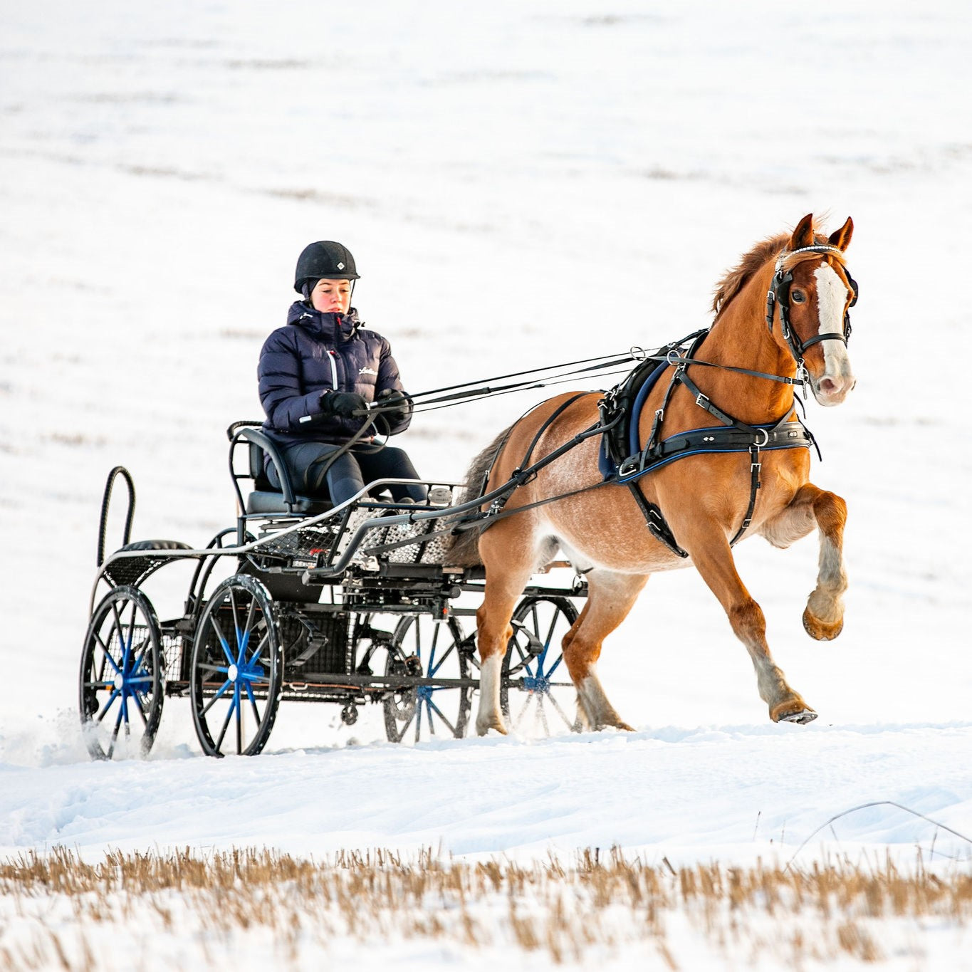Zilco Classic Horse Harness | IVC Carriage