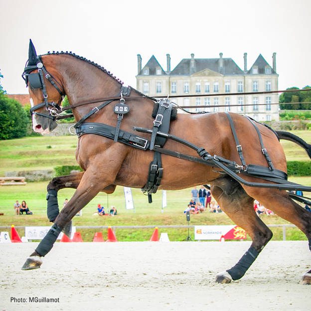 Zilco Elite Horse Harness | IVC Carriage