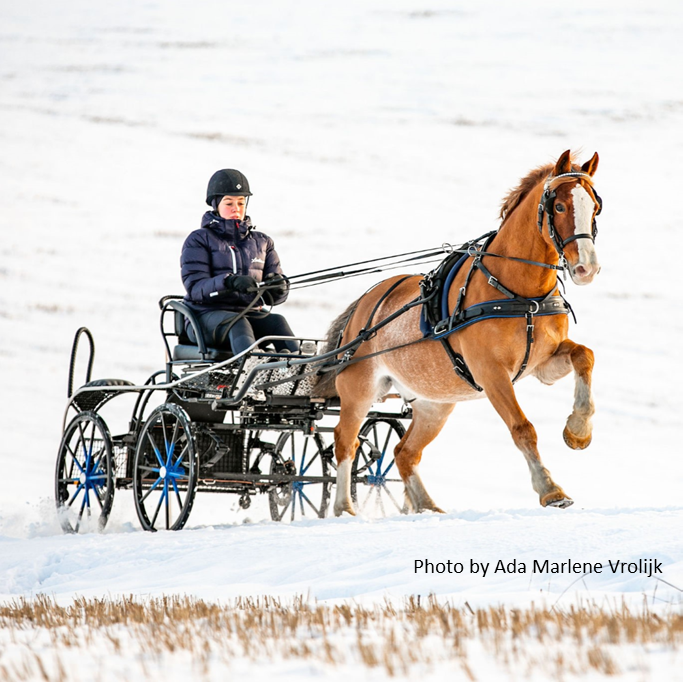 Zilco Classic Single Horse Harness | IVC Carriage