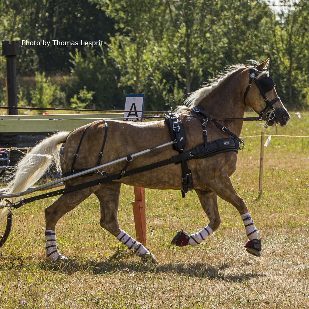 Zilco ZGB Single Horse Harness | IVC Carriage