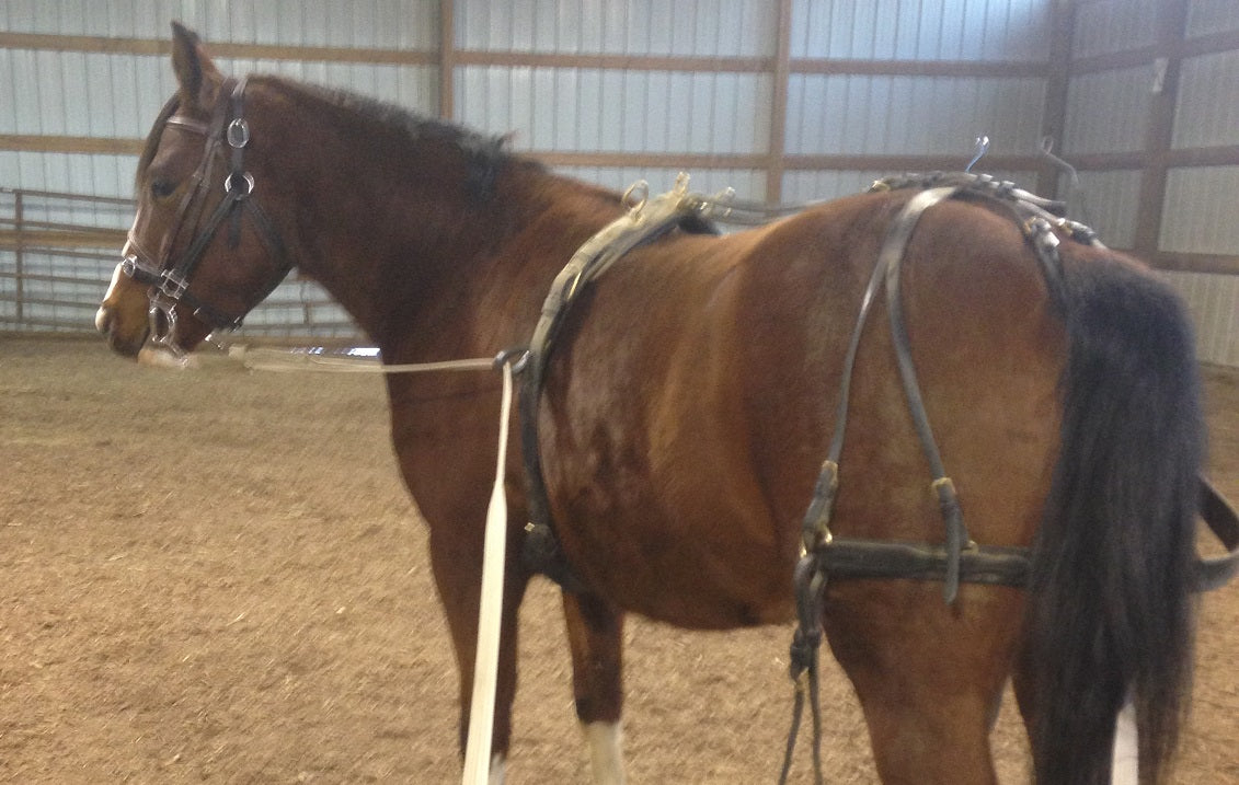 Starting the Driving Horse