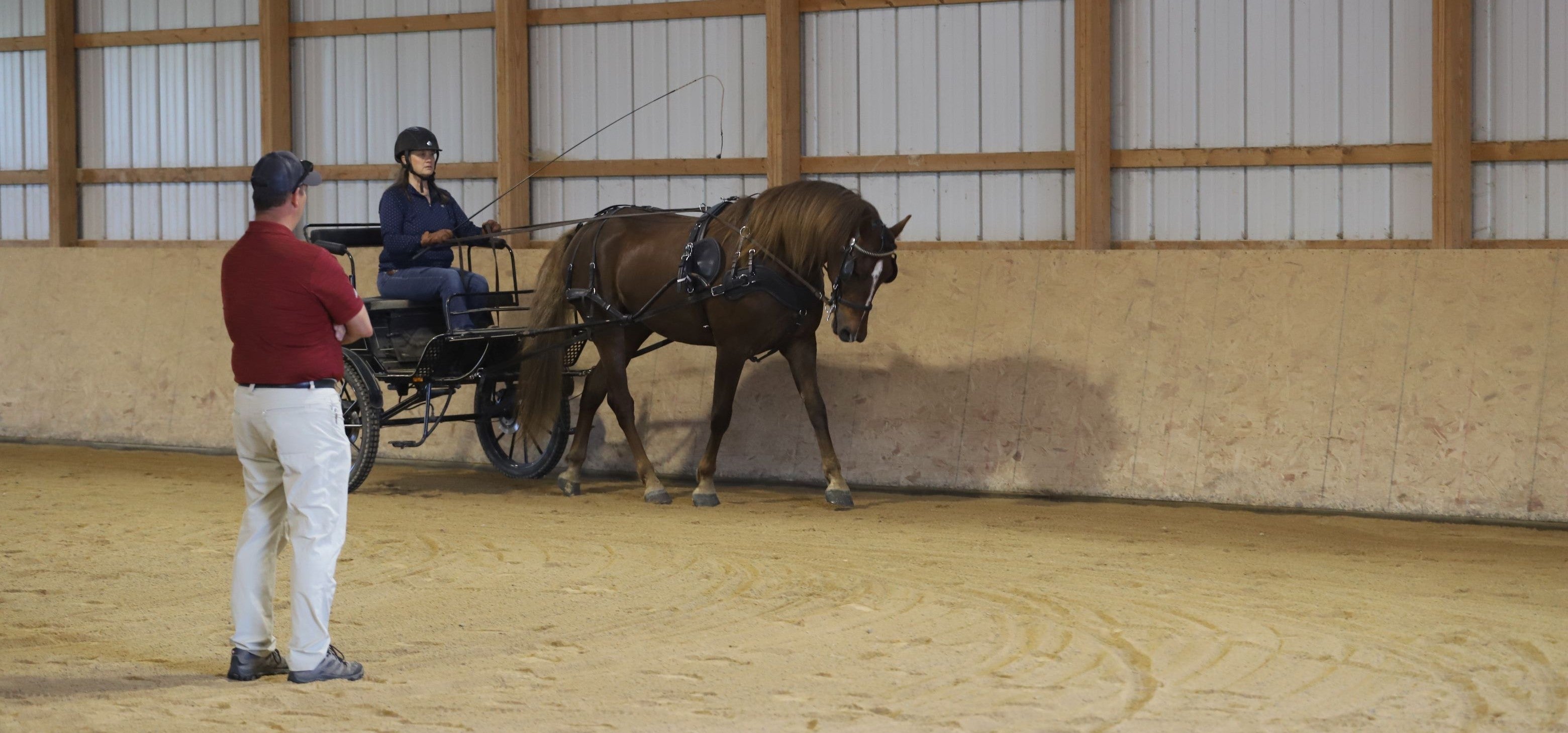 Carriage Driving Experts