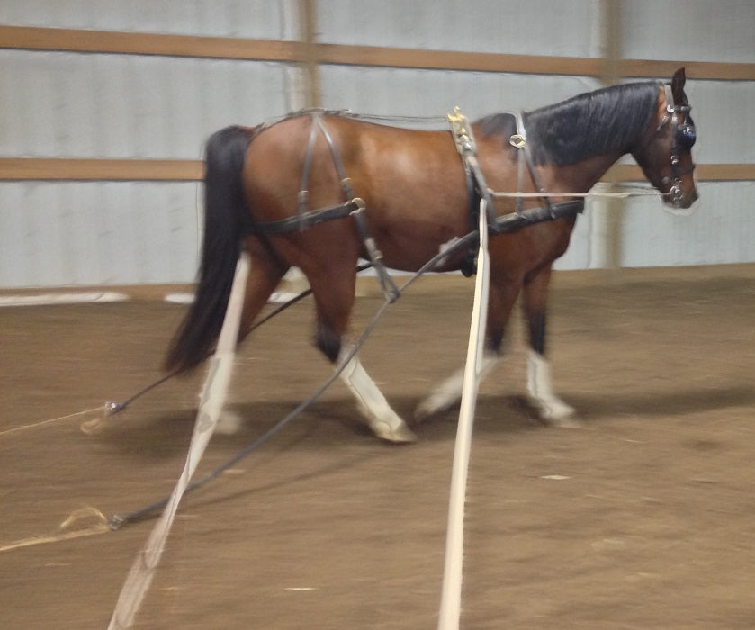 Long Lining a Driving Horse | IVC Carriage
