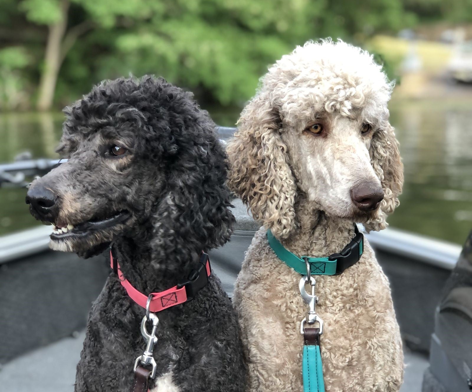 Products for Dogs | IVC Carriage