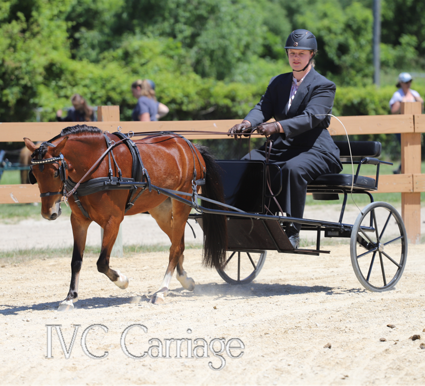 IVC Carriage Pony Harness