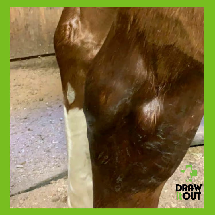 Draw It Out® 16oz High Potency Liniment Gel | No Tingle, No Mess
