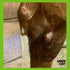 Draw It Out® 16oz High Potency Liniment Gel | No Tingle, No Mess