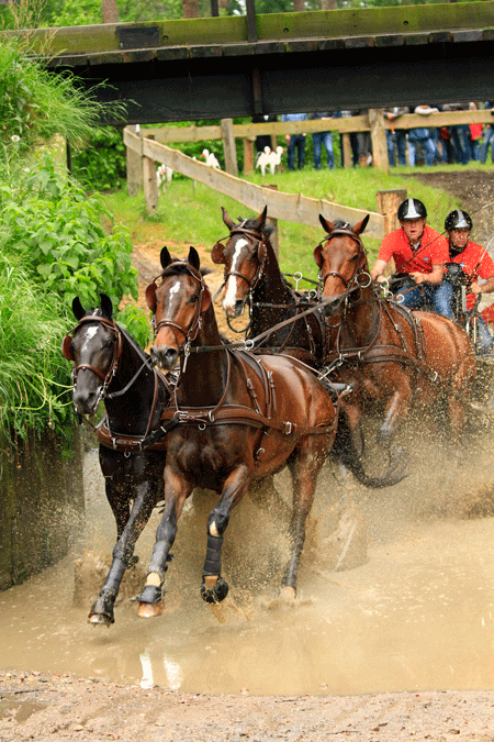 Pair Ideal EuroTech Combination Synthetic Harness, brown color, on team of horses