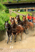 Pair Ideal EuroTech Combination Synthetic Harness, brown color, on team of horses
