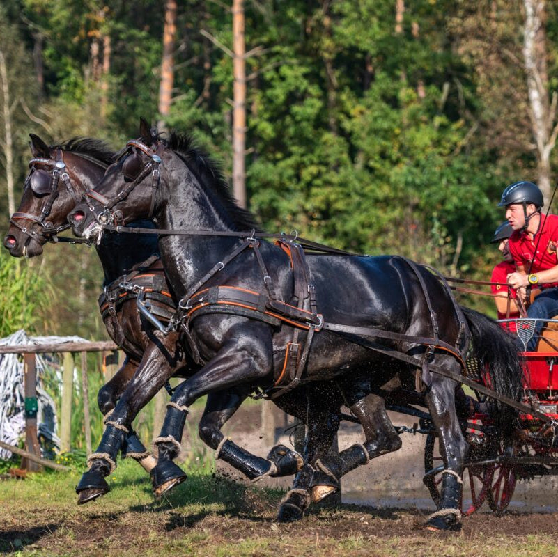 Ideal Luxe Pair Harness on pair of horses - Black/London color