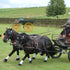 Ideal Black/Tan EuroTech Combination Synthetic Harness on pair of minis