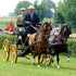 Pair Ideal EuroTech Combination Synthetic Harness on bay horses