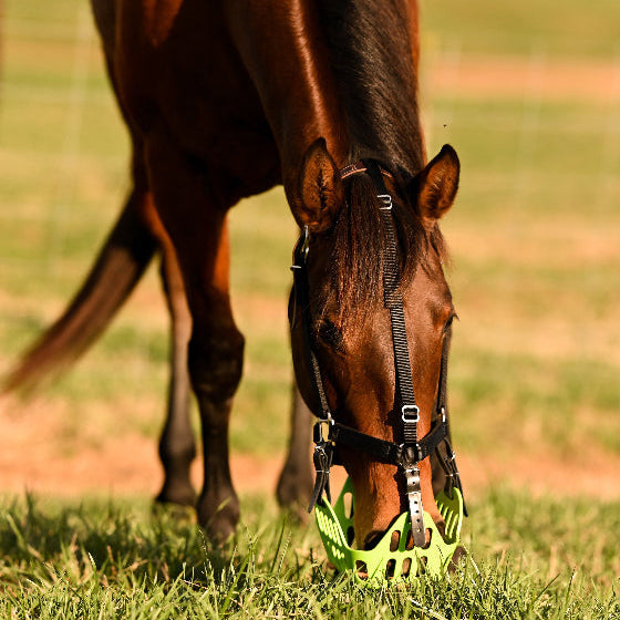 GreenGuard Grazing Muzzle