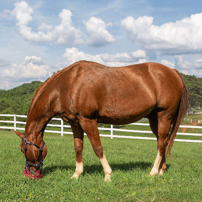 GreenGuard Grazing Muzzle
