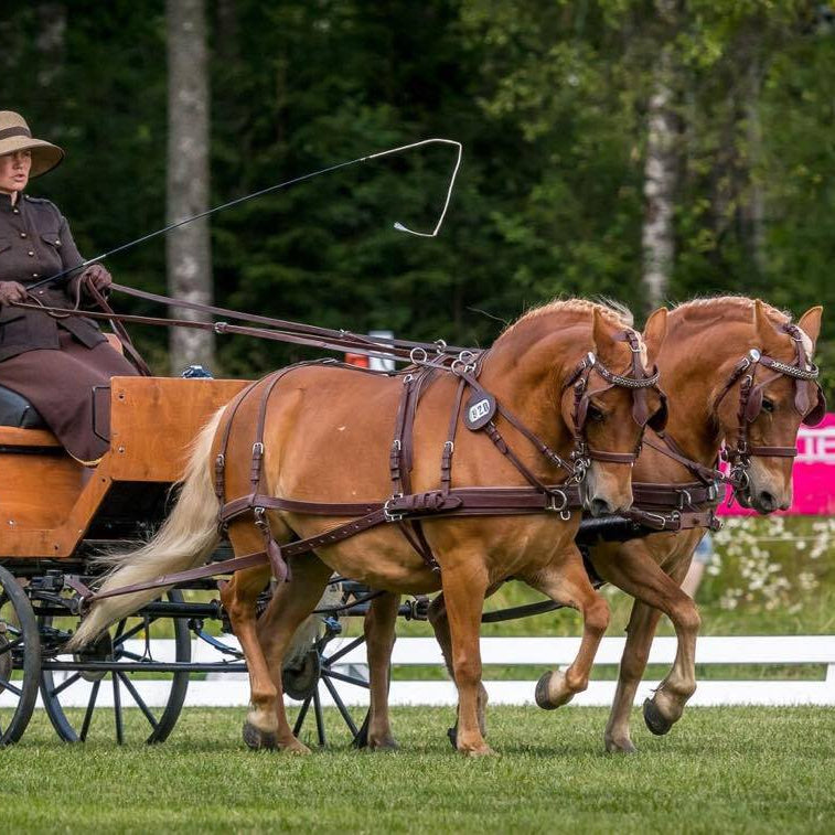 Ideal Luxe Pair Harness on pair of horses - Australian Nut color