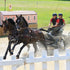 Ideal LeatherTech harness on pair of horses