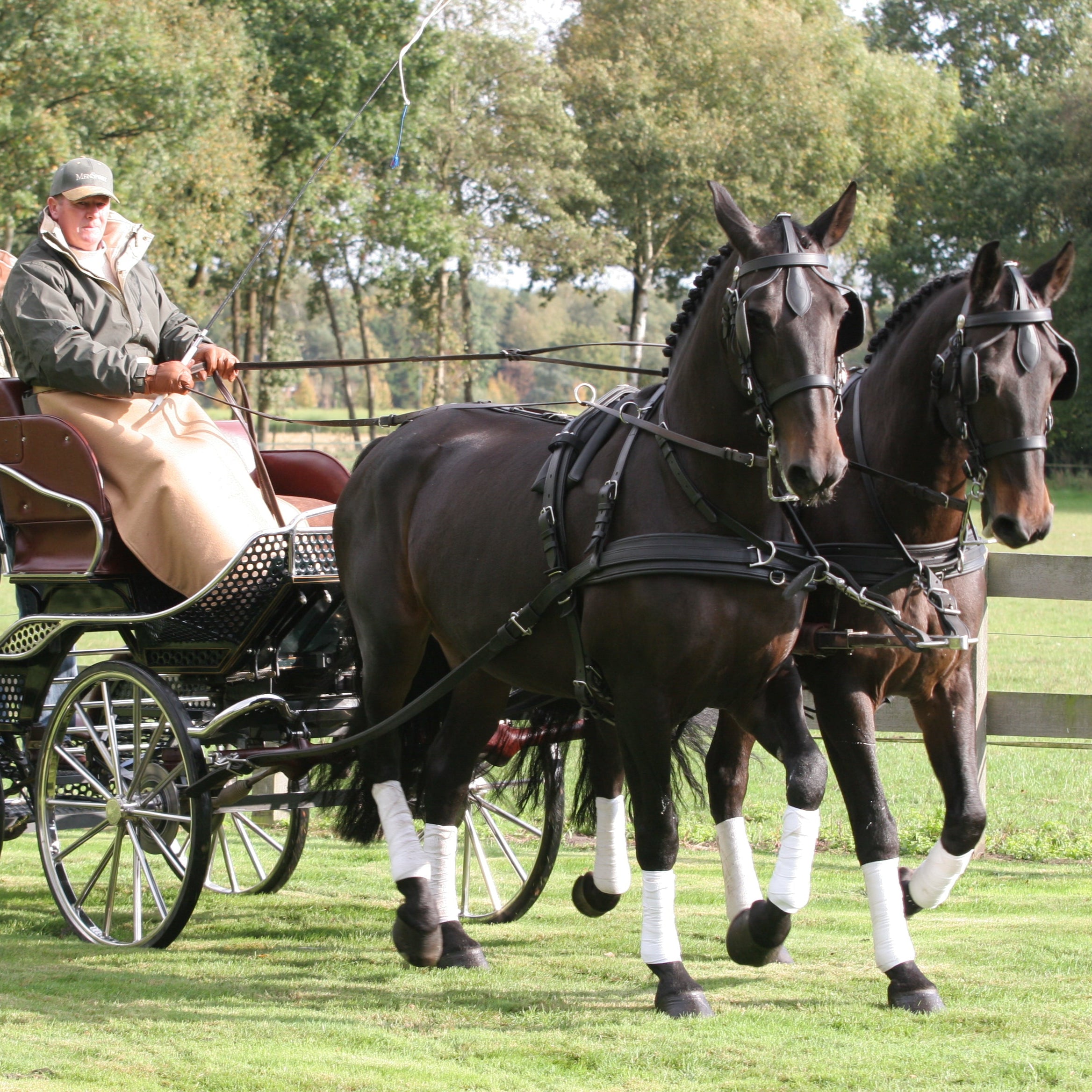 Ideal Black LeatherTech Combination Harness on pair of bay horses