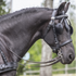 Ideal Luxe single black harness on black horse