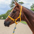 yellow nose buckle halter on horse