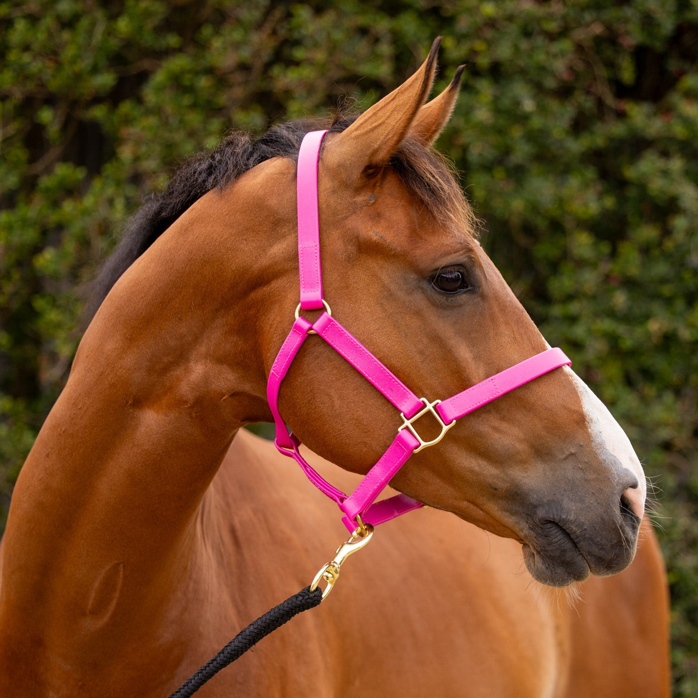 pink nose buckle halter on horse