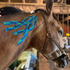 DrawitOut kinesiology blue tape on Horse neck