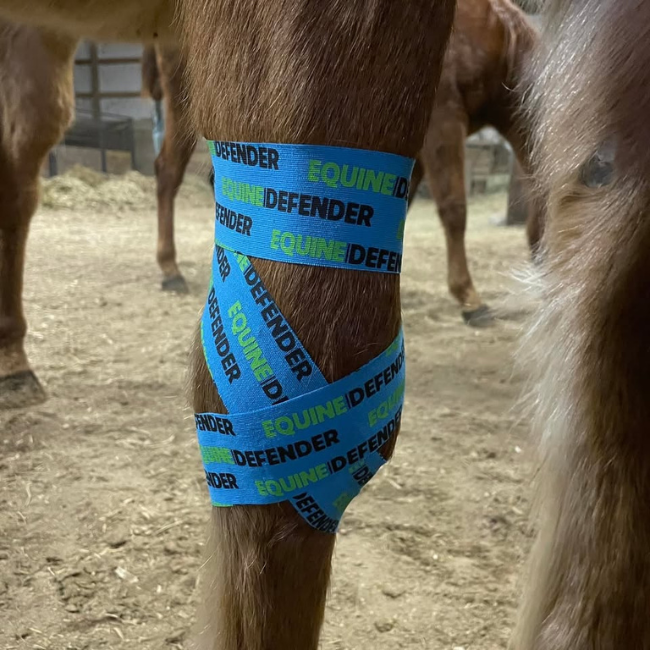 DrawitOut kinesiology blue tape on horse leg with 'Equine Defender' bandage  