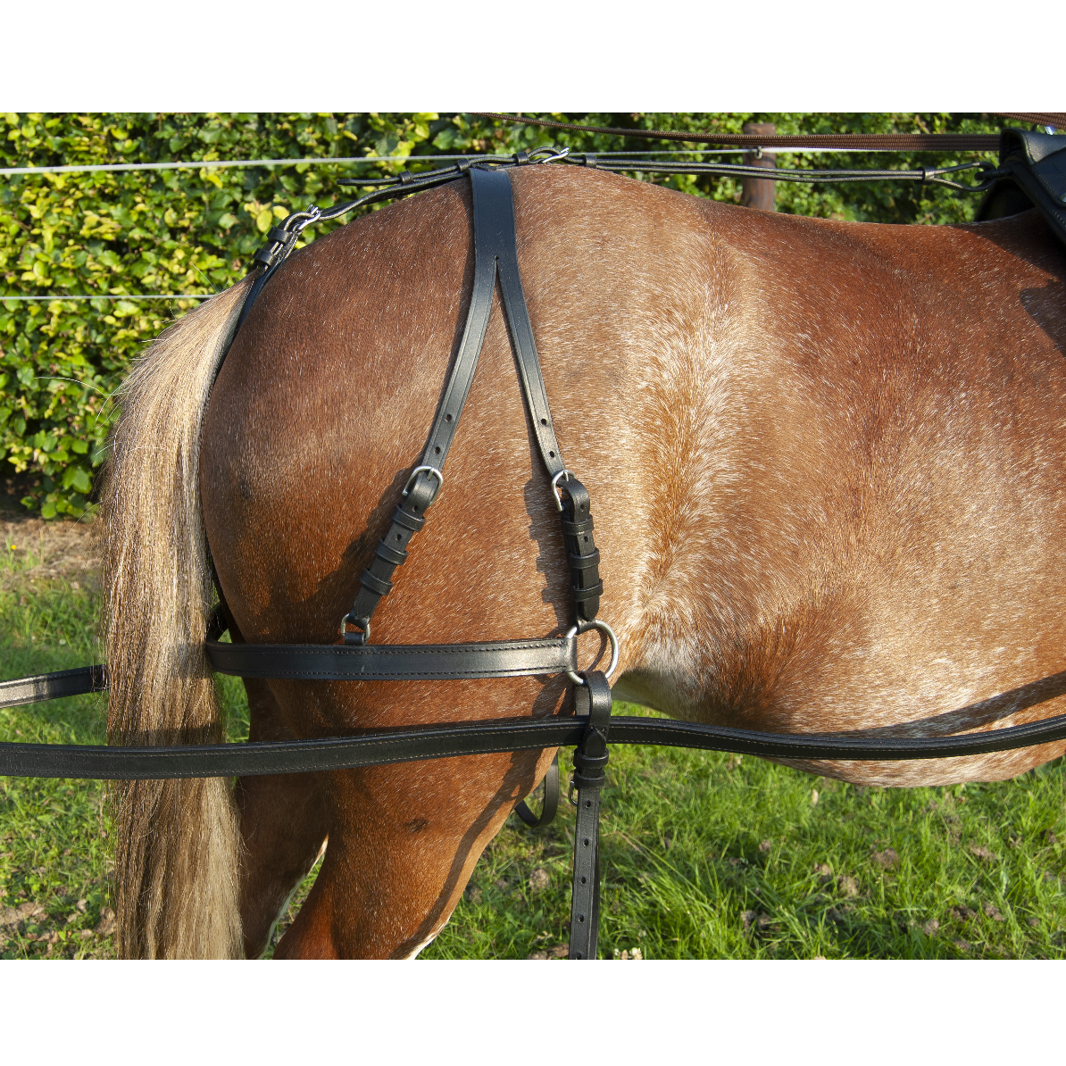 Ideal EcoLine Leather breeching