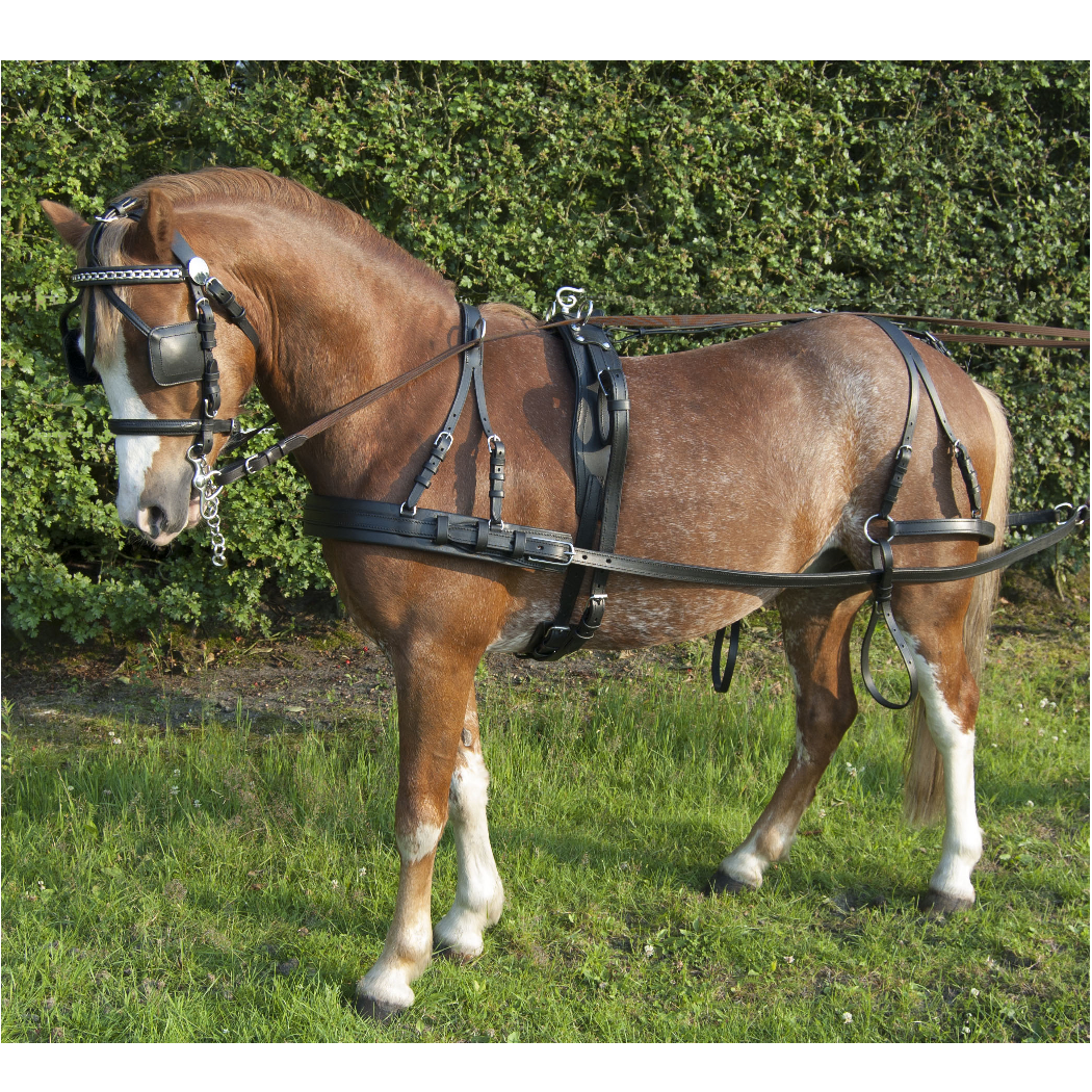 Ideal EcoLine Leather Harness on pony